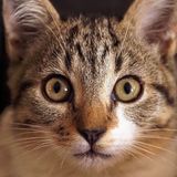 Illustration du profil de Gato-Bond
