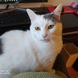 Illustration du profil de Catz-Catz